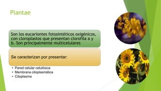 Plantae

Son los eucariontes fotosintéticos oxigénicos,
con cloroplastos que presentan clorofila a y
b. Son principalmente multicelulares

Se caracterizan por presentar:
• Pared celular celulósica
• Membrana citoplasmática
• Citoplasma

 