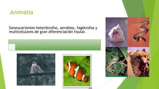 Animalia
Soneucariontes heterótrofos, aerobios, fagótrofos y
multicelulares de gran diferenciación tisular.

 