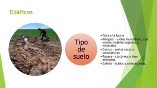 Edáficos

Tipo
de
suelo

• flora y la fauna
• Mangles - suelos inundables, con
mucha materia orgánica y
minerales
• Cactus - suelos secos y
consistentes
• Papaya - calcáreos y bien
drenados
• Cafeto - ácidos y compactados.

 