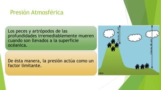 Presión Atmosférica
Los peces y artrópodos de las
profundidades irremediablemente mueren
cuando son llevados a la superficie
océanica.
De ésta manera, la presión actúa como un
factor limitante.

 