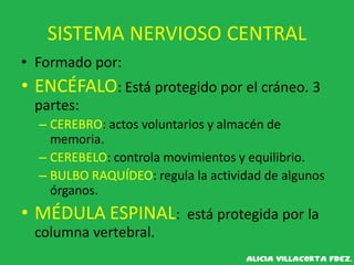 SISTEMA NERVIOSO CENTRAL
• Formado por:
• ENCÉFALO: Está protegido por el cráneo. 3
partes:
– CEREBRO: actos voluntarios y almacén de
memoria.
– CEREBELO: controla movimientos y equilibrio.
– BULBO RAQUÍDEO: regula la actividad de algunos
órganos.
• MÉDULA ESPINAL: está protegida por la
columna vertebral.
 