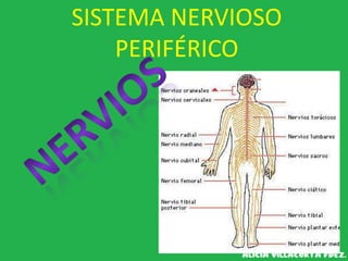 SISTEMA NERVIOSO
PERIFÉRICO
 