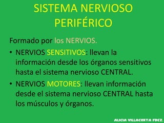 SISTEMA NERVIOSO
PERIFÉRICO
Formado por los NERVIOS.
• NERVIOS SENSITIVOS: llevan la
información desde los órganos sensitivos
hasta el sistema nervioso CENTRAL.
• NERVIOS MOTORES: llevan información
desde el sistema nervioso CENTRAL hasta
los músculos y órganos.
 