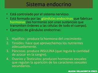 Sistema endocrino
• Está controlado por el sistema nervioso.
• Está formado por las glándulas endocrinas que fabrican
hormonas (las hormonas son unas sustancias que
transmiten órdenes a las células de todo el cuerpo).
• Ejemplos de glándulas endocrinas:
1. Hipófisis : produce la hormona del crecimiento
2. Tiroides: hace que aprovechemos los nutrientes
adecuadamente.
3. Páncreas: produce INSULINA (que regula la cantidad
de azúcar en la sangre).
4. Ovarios y Testículos: producen hormonas sexuales
que regulan la aparición de los caracteres sexuales
secundarios.
 