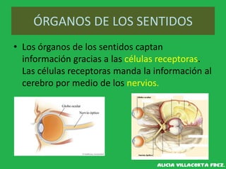 ÓRGANOS DE LOS SENTIDOS
• Los órganos de los sentidos captan
información gracias a las células receptoras.
Las células receptoras manda la información al
cerebro por medio de los nervios.
 