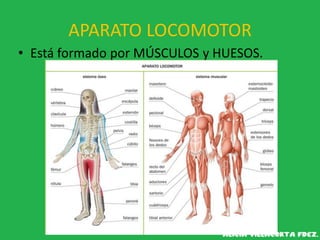 APARATO LOCOMOTOR
• Está formado por MÚSCULOS y HUESOS.
 
