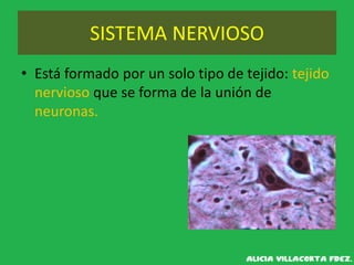 SISTEMA NERVIOSO
• Está formado por un solo tipo de tejido: tejido
nervioso que se forma de la unión de
neuronas.
 