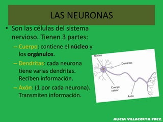 LAS NEURONAS
• Son las células del sistema
nervioso. Tienen 3 partes:
– Cuerpo: contiene el núcleo y
los orgánulos.
– Dendritas: cada neurona
tiene varias dendritas.
Reciben información.
– Axón: (1 por cada neurona).
Transmiten información.
 