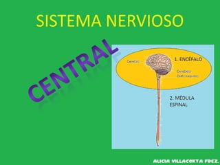 SISTEMA NERVIOSO
 