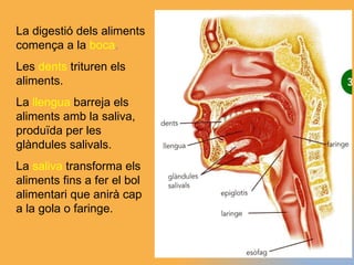 La digestió dels aliments comença a la  boca . Les  dents  trituren els aliments. La  llengua  barreja els aliments amb la saliva, produïda per les glàndules salivals. La  saliva  transforma els aliments fins a fer el bol alimentari que anirà cap a la gola o faringe. 