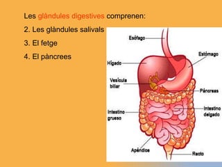 Les  glàndules digestives  comprenen: Les glàndules salivals El fetge El pàncrees 