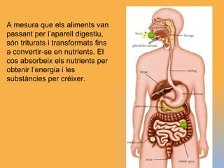 A mesura que els aliments van passant per l’aparell digestiu, són triturats i transformats fins a convertir-se en nutrients. El cos absorbeix els nutrients per obtenir l’energia i les substàncies per créixer. 