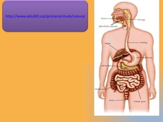http://www.edu365.cat/primaria/muds/natural/digestiu2/index8.htm 