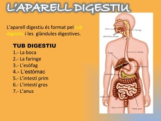 L’aparell digestiu és format pel  tub digestiu  i les  glàndules digestives. TUB DIGESTIU 1.- La boca 2.- La faringe 3.- L’esòfag 4.- L’estómac 5.- L’intestí prim 6.- L’intestí gros  7.- L’anus 