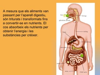 A mesura que els aliments van passant per l’aparell digestiu, són triturats i transformats fins a convertir-se en nutrient...