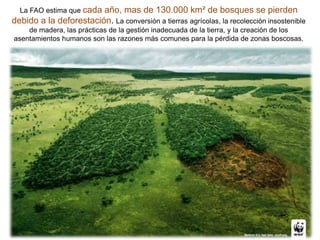 La FAO estima que cada año, mas de 130.000 km² de bosques se pierden
debido a la deforestación. La conversión a tierras agrícolas, la recolección insostenible
de madera, las prácticas de la gestión inadecuada de la tierra, y la creación de los
asentamientos humanos son las razones más comunes para la pérdida de zonas boscosas.
 