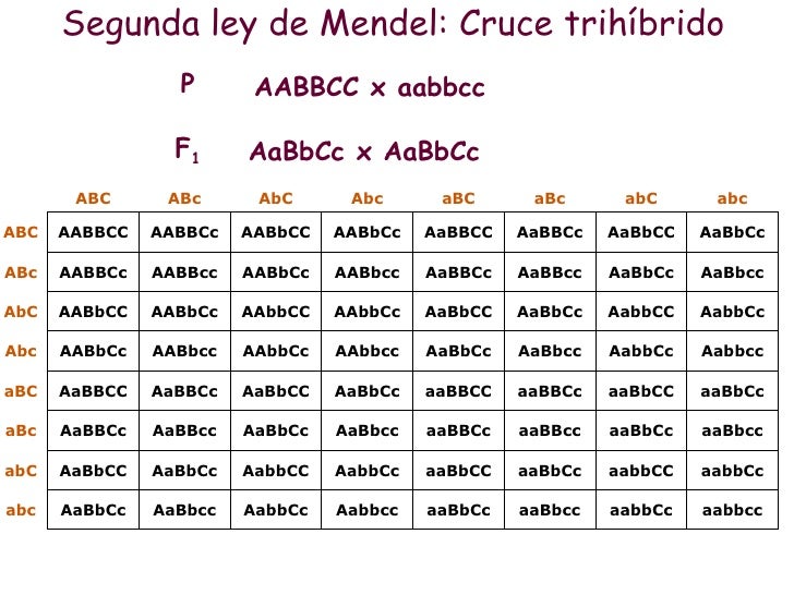 Tema 3 Las Leyes De La Herencia tema-3-las-leyes-de-la-herencia