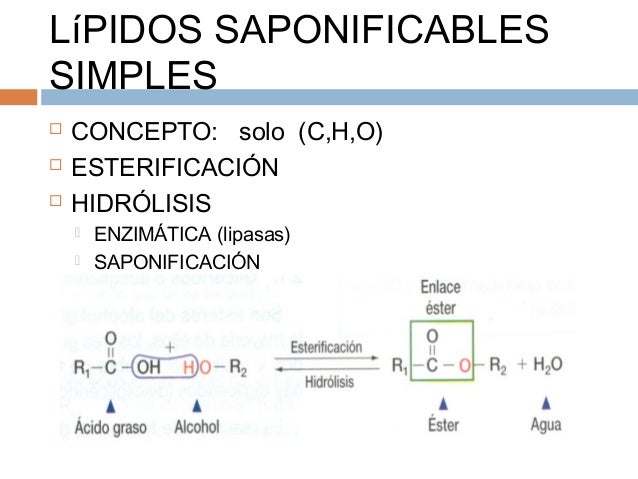 Estructura Lipidos Saponificables 2020 idea e inspiración