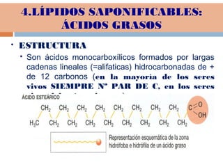 4.LÍPIDOS SAPONIFICABLES:
ÁCIDOS GRASOS
 ESTRUCTURA
 Son ácidos monocarboxílicos formados por largas
cadenas lineales (=alifaticas) hidrocarbonadas de +
de 12 carbonos (en la mayoría de los seres
vivos SIEMPRE Nº PAR DE C, en los seres
vivos del océano impar )
 