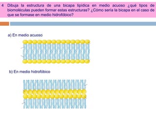 a) En medio acuoso
b) En medio hidrofóbico
4 Dibuja la estructura de una bicapa lipídica en medio acuoso ¿qué tipos de
biomoléculas pueden formar estas estructuras? ¿Cómo sería la bicapa en el caso de
que se formase en medio hidrofóbico?
 