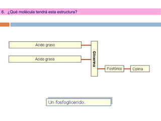 6. ¿Qué molécula tendrá esta estructura?
 