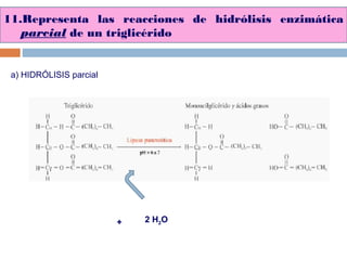 11.Representa las reacciones de hidrólisis enzimática
parcial de un triglicérido
a) HIDRÓLISIS parcial
2 H2O+
 