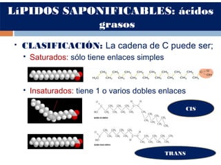 LíPIDOS SAPONIFICABLES: ácidos
grasos
 CLASIFICACIÓN: La cadena de C puede ser;
 Saturados: sólo tiene enlaces simples
 Insaturados: tiene 1 o varios dobles enlaces
CIS
TRANS
 