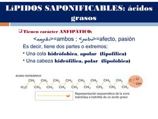 LíPIDOS SAPONIFICABLES: ácidos
grasos
 Tienen carácter ANFIPÁTICO:
<amphi>=ambos ; <patos>=afecto, pasión
Es decir, tiene dos partes o extremos;
 Una cola hidrófobica, apolar (lipofilica)
 Una cabeza hidrófilica, polar (lipofóbica)
 
