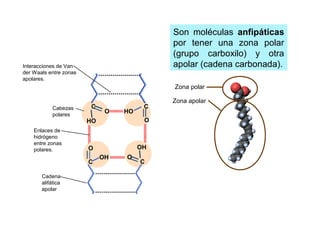 Propiedades físico-químicas de los ácidos
grasos
O
C
HO
HO
C
O
C
O
OHO
OH
C
Son  moléculas  anfipáticas 
por  tener  una  zona  polar 
(grupo  carboxilo)  y  otra 
apolar (cadena carbonada).
Zona polar
Zona apolar
Interacciones de Van 
der Waals entre zonas 
apolares.
Enlaces de 
hidrógeno 
entre zonas 
polares.
Cabezas 
polares
Cadena 
alifática 
apolar
 