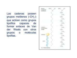 Las cadenas poseen
grupos metilenos (-CH2-)
que actúan como grupos
lipofilos capaces de
formar enlaces de Van
der Waals con otros
grupos o moléculas
lipofilas.
 