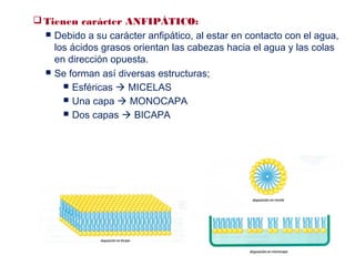  Tienen carácter ANFIPÁTICO:
 Debido a su carácter anfipático, al estar en contacto con el agua,
los ácidos grasos orientan las cabezas hacia el agua y las colas
en dirección opuesta.
 Se forman así diversas estructuras;
 Esféricas  MICELAS
 Una capa  MONOCAPA
 Dos capas  BICAPA
 