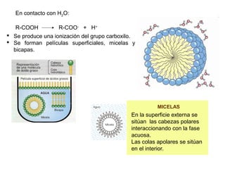 MICELAS
En la superficie externa se 
sitúan  las cabezas polares 
interaccionando con la fase 
acuosa.
Las colas apolares se sitúan 
en el interior.
En contacto con H2O:
R-COOH             R-COO-
   +   H+
 Se produce una ionización del grupo carboxilo.
 Se  forman  películas  superficiales,  micelas  y 
bicapas.
 