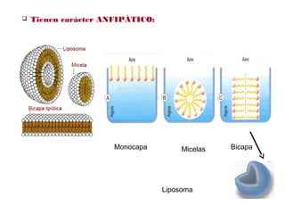 Tienen carácter ANFIPÁTICO:
Liposoma               
BicapaMicelasMonocapa
 
