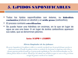 5. LíPIDOS SAPONIFICABLES
 Todos los lípidos saponificables son ésteres, su hidrólisis
enzimática produce un alcohol y un ácido graso (carboxílico).
 El proceso contrario esterificación.
 Se puede hacer una hidrólisis sin enzimas, en la que en lugar de
agua se usa una base  en lugar de ácidos carboxílicos aparecen
sus sales, que se denominan jabones.
latín SAPO = JABÓN
Efecto limpiador de los jabones
  La acción limpiadora de los jabones se debe a su carácter emulgente, que les permite formar micelas en 
disolución acuosa. Cuando los jabones entran en contacto con las grasas, se dispersan entre ellas y 
forman pequeñas gotitas de modo que la grasa queda englobada por las colas hidrocarbonadas, con las 
cabezas polares hacia el exterior. Puesto que las cabezas son solubles en agua, se unen a ella y se llevan 
consigo las grasas o aceites al ser lavados.
 