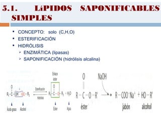 5.1. LíPIDOS SAPONIFICABLES
SIMPLES
 CONCEPTO: solo (C,H,O)
 ESTERIFICACIÓN
 HIDRÓLISIS
 ENZIMÁTICA (lipasas)
 SAPONIFICACIÓN (hidrólisis alcalina)
 
