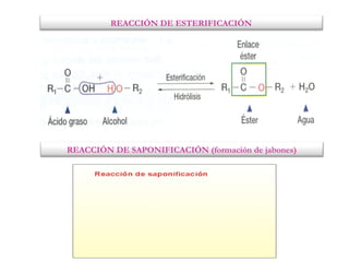 REACCIÓN DE ESTERIFICACIÓN
REACCIÓN DE SAPONIFICACIÓN (formación de jabones)
 