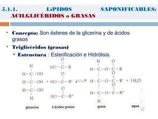 5.1.1. LíPIDOS SAPONIFICABLES:
ACILGLICÉRIDOS o GRASAS
 Concepto: Son ésteres de la glicerina y de ácidos
grasos
 Triglicéridos (grasas)
 Estructura : Esterificación e Hidrólisis
 