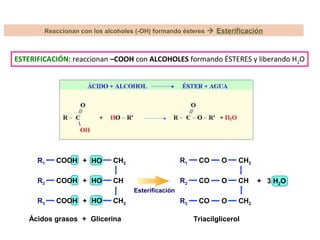 GlicerinaÁcidos grasos
+
+
+
+
Esterificación
R1 COOH
R2 COOH
R3 COOH
CH2
CH
CH2
HO
HO
HO
Triacilglicerol
+ 3 H2O
CH2
CH
CH2
O
O
O
R1
R2
R3
CO
CO
CO
ESTERIFICACIÓN: reaccionan –COOH con ALCOHOLES formando ÉSTERES y liberando H2O
Reaccionan con los alcoholes (-OH) formando ésteres  Esterificación
 
