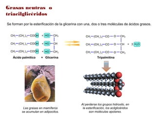 Grasas neutras o
triacilglicéridos
COOH(CH2 )14CH3
COOH(CH2 )14CH3
COOH(CH2 )14CH3
CH2
CH
CH2
HO
HO
HO
+
+
+
+ 3 H2O
CO(CH2 )14CH3
CO(CH2 )14CH3
CO(CH2 )14CH3
CH2
CH
CH2
O
O
O
Ácido palmítico Glicerina+ Tripalmitina
Se forman por la esterificación de la glicerina con una, dos o tres moléculas de ácidos grasos.
Las grasas en mamíferos
se acumulan en adipocitos.
Al perderse los grupos hidroxilo, en
la esterificación, los acilglicéridos
son moléculas apolares.
 