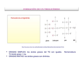 FORMACIÓN DE UN TRIGLICÉRIDO
http://recursos.cnice.mec.es/biosfera/alumno/2bachillerato/biomol/contenidos10.htm
 GRASAS SIMPLES: los ácidos grasos del TG son iguales. Nomenclatura
Tri+ácido graso + ina.
 GRASAS MIXTAS: los ácidos grasos son dintintos.
 