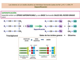 Triacilglicerol
CH2
CH
CH2
O
O
O
R1
R2
R3
CO
CO
CO
+ 3 Na OH
Sales de los ácidos grasos
Na
Na
Na
O
O
O
R1
R2
R3
CO
CO
CO
CH2
CH
CH2
HO
HO
HO
+
Saponificación
Glicerina+
SAPONIFICACIÓN:
reacción entre un LÍPIDO SAPONIFICABLE y una BASE formando SALES DEL ÁCIDO GRASO
(Jabón)
Los ésteres en un medio alcalino se hidrolizan formando (sales de Na+
y K+
) + (-OH) 
Saponificación
 