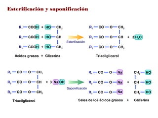 Esterificación y saponificación
GlicerinaÁcidos grasos
+
+
+
+
Esterificación
R1 COOH
R2 COOH
R3 COOH
CH2
CH
CH2
HO
HO
HO
Triacilglicerol
+ 3 H2O
CH2
CH
CH2
O
O
O
R1
R2
R3
CO
CO
CO
Triacilglicerol
CH2
CH
CH2
O
O
O
R1
R2
R3
CO
CO
CO
+ 3 Na OH
Sales de los ácidos grasos
Na
Na
Na
O
O
O
R1
R2
R3
CO
CO
CO
CH2
CH
CH2
HO
HO
HO
+
Saponificación
Glicerina+
 