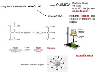Las grasas pueden sufrir HIDRÓLISIS
QUÍMICA
Mediante álcalis
(=bases)
Obtención de jabones
(saponificación)
Mediante lipasas que
digieren (hidrolizan) las
grasas
saponificación
Los jabones emulsionan las grasas
ENZIMÁTICA
 
