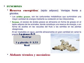  FUNCIONES
 Reserva energética: (tejido adiposo): Ventajas frente a
glúcidos.
 Los ácidos grasos, son los carburantes metabólicos que suministran una
mayor cantidad de energía mediante su oxidación en las mitocondrias.
 Grasas, el exceso de ácidos grasos se almacena en forma de grasas en el
tejido adiposo de los animales, donde constituye una reserva de energía, o en
forma de aceites en las vacuolas del fruto o las semillas en las plantas
oleaginosas.
Al ser insolubles en agua, permite almacenarlas en gran cantidad sin variar la
presión osmótica celular.
 Aislante térmico y mecánico:
1 g grasa  9
Kcal/gr
1 g glúcido  3,75
Kcal
1 g grasa  9
Kcal/gr
1 g glúcido  3,75
Kcal
 