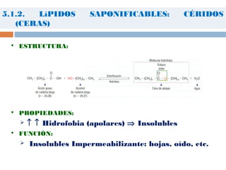 5.1.2. LíPIDOS SAPONIFICABLES: CÉRIDOS
(CERAS)
 ESTRUCTURA:
 PROPIEDADES:
 ↑ ↑ Hidrofobia (apolares) ⇒ Insolubles
 FUNCIÓN:
 Insolubles Impermeabilizante: hojas, oído, etc.
 