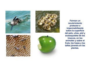 Forman un
recubrimiento
protector e
impermebilizante
sobre la superficie
del pelo, uñas, piel y
exoesqueleto de los
insecos, en los
animales y sobre el
fruto, las hojas y los
tallos jóvenes en las
plantas.
 