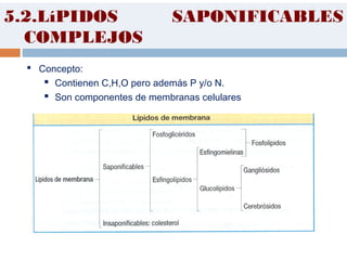 5.2.LíPIDOS SAPONIFICABLES
COMPLEJOS
 Concepto:
 Contienen C,H,O pero además P y/o N.
 Son componentes de membranas celulares
 