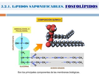 ÁCIDOS GRASOS
GRUPOFOSFATO
GLICERINA
CH O
O
C
CH2
CH2
O
O
C
O
O
P OHOH
CH2
CH2 CH2
CH2
CH2
CH2 CH2
CH3CH CH...
... ...
...
CH3
Son los principales componentes de las membranas biológicas.
AMINOALCOHOL O
POLIALCOHOL
COMPOSICIÓN QUÍMICA
5.2.1. LíPIDOS SAPONIFICABLES. FOSFOLÍPIDOS
 