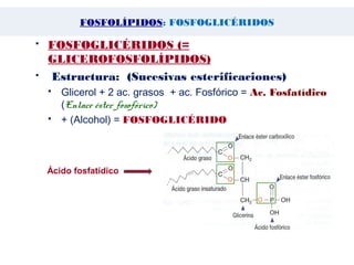  FOSFOGLICÉRIDOS (=
GLICEROFOSFOLÍPIDOS)
  Estructura: (Sucesivas esterificaciones)
 Glicerol + 2 ac. grasos + ac. Fosfórico = Ac. Fosfatídico
(Enlace éster fosofórico)
 + (Alcohol) = FOSFOGLICÉRIDO
Ácido fosfatídico
FOSFOLÍPIDOS: FOSFOGLICÉRIDOS
 