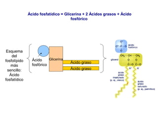 Ácido fosfatídico = Glicerina + 2 Ácidos grasos + Ácido
fosfórico
Esquema
del
fosfolípido
más
sencillo:
Ácido
fosfatídico
Glicerina
Ácido graso
Ácido
fosfórico
Ácido graso
 